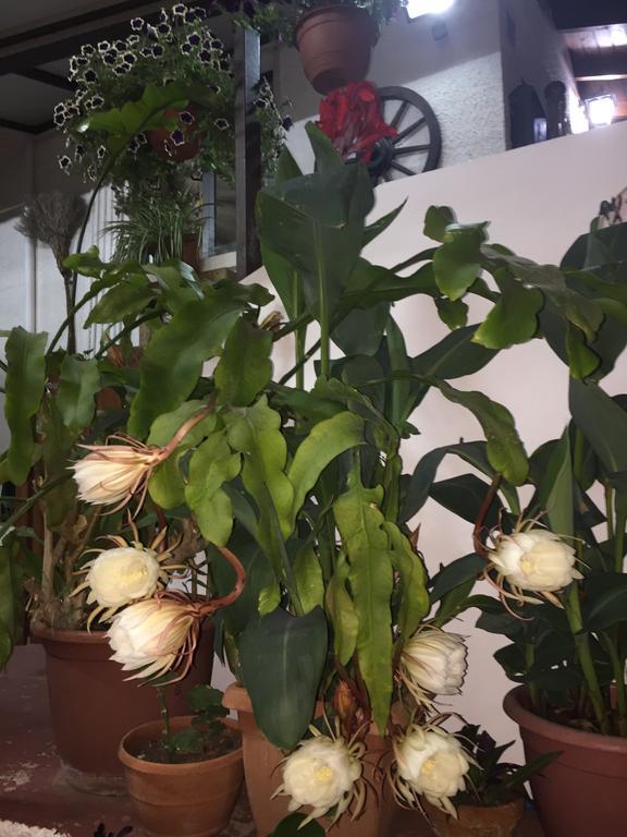 Estia Vasilis Manoli Appartement Agia Napa Buitenkant foto